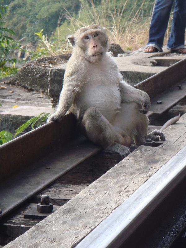 Pictures of a Thai monkey, Thailand