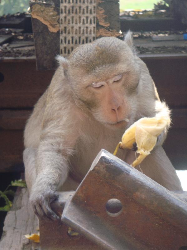 Monkey on the Death Railway Track, Kanchanaburi Thailand