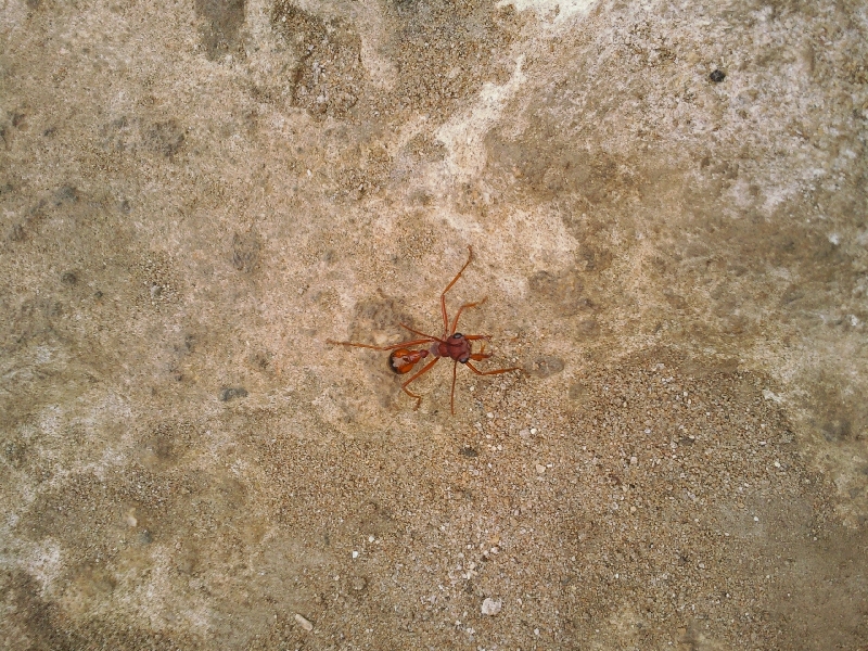 Mega ant on Kangaroo Island, Australia