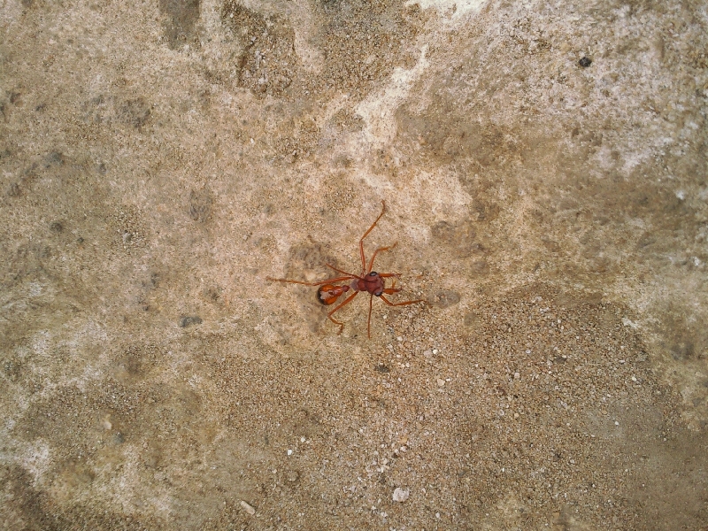 Mega ant on Kangaroo Island, Kangaroo Island Australia