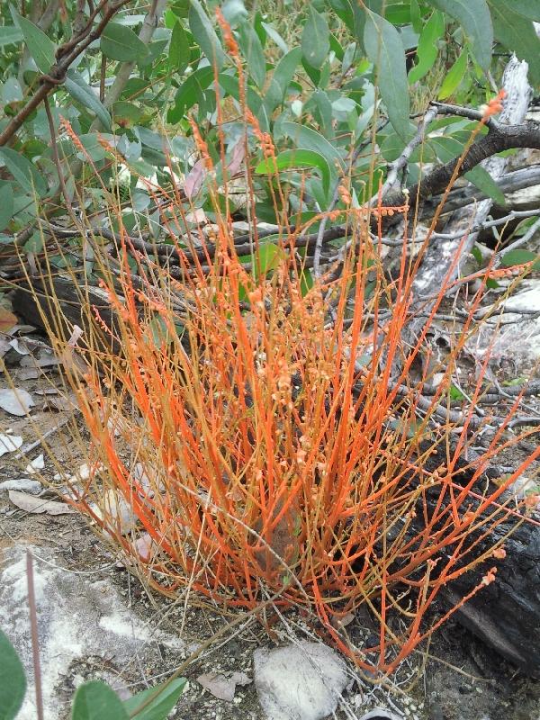 Kangaroo Island Australia Colourful vegetation