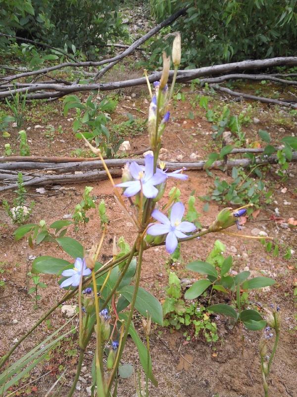 The flowers next to the snake.., Australia