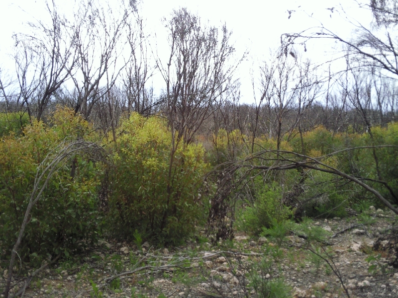 Bush fires on Kangaroo Island, Kangaroo Island Australia