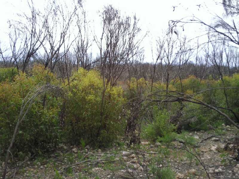 Bush fires on Kangaroo Island, Australia