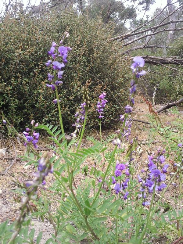 Kangaroo Island Australia Purple wild flowers