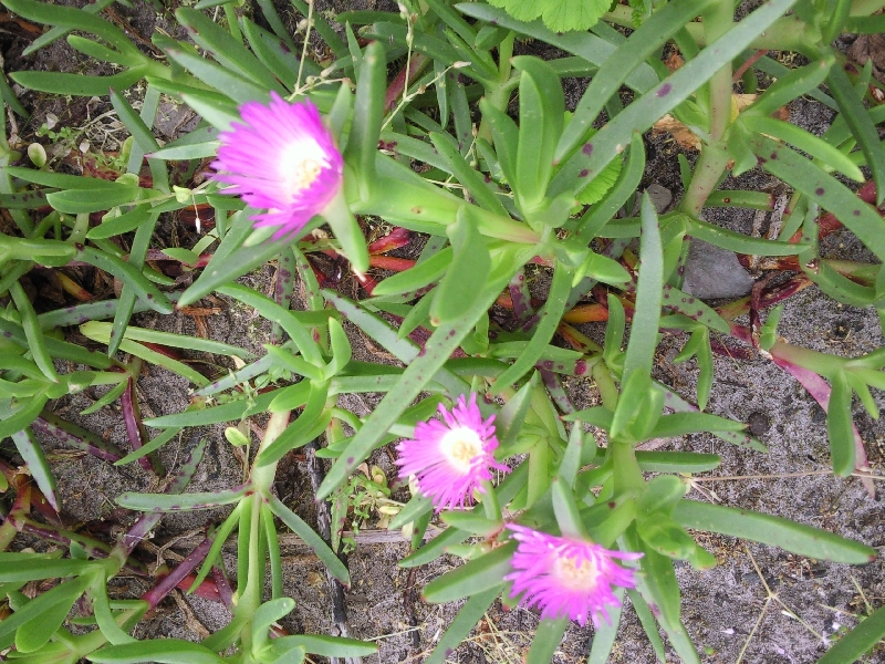 Wildflowers Snake Lagoon, Australia