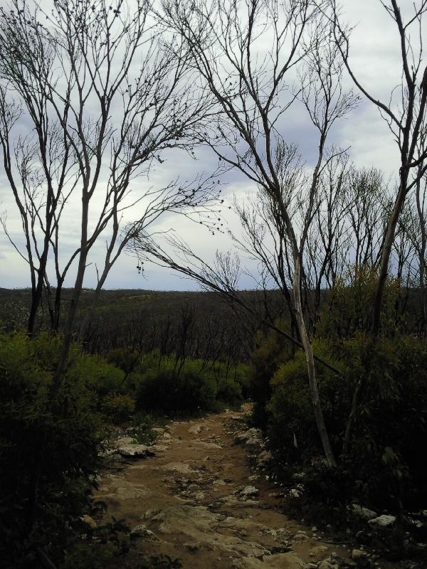 Snake Lagoon after bush fires, Kangaroo Island Australia