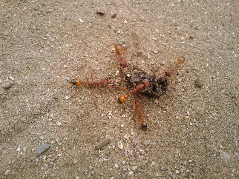 Giant Ants around Snake Lagoon, Kangaroo Island Australia