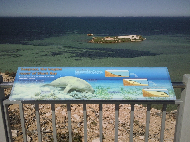 Dugongs around Dirk Hartog Island, Australia