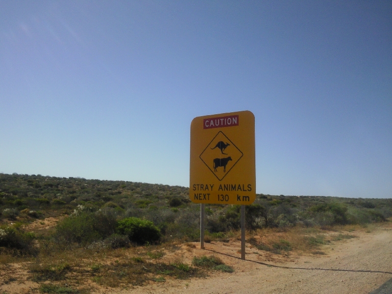 Wildlife on the road in Shark Bay, Australia