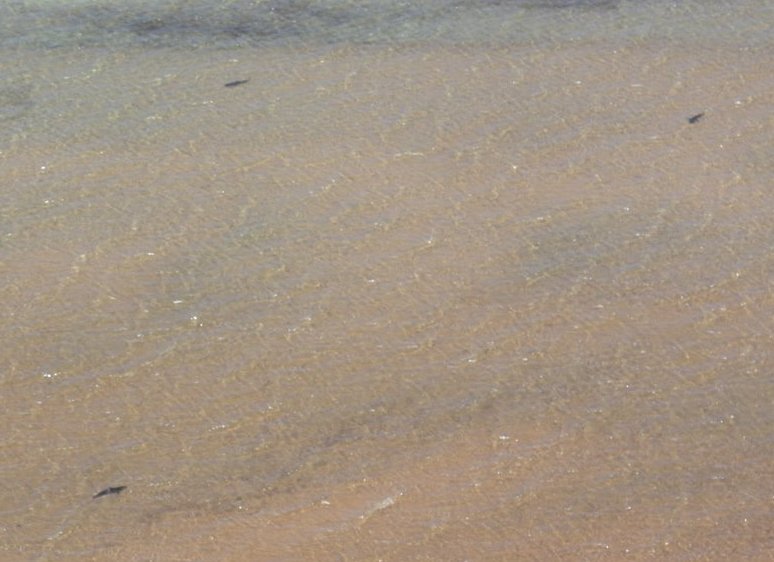 Sharks in the water at Eagle Bluff, Australia