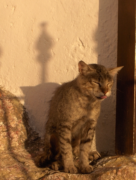 Tired kitty in Gallipoli, Gallipoli Italy