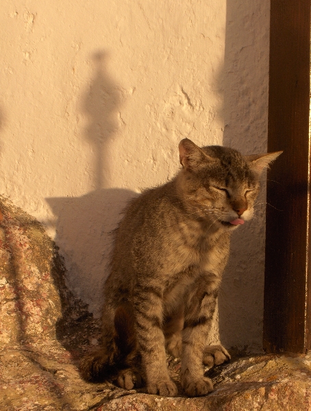 Tired kitty in Gallipoli, Italy