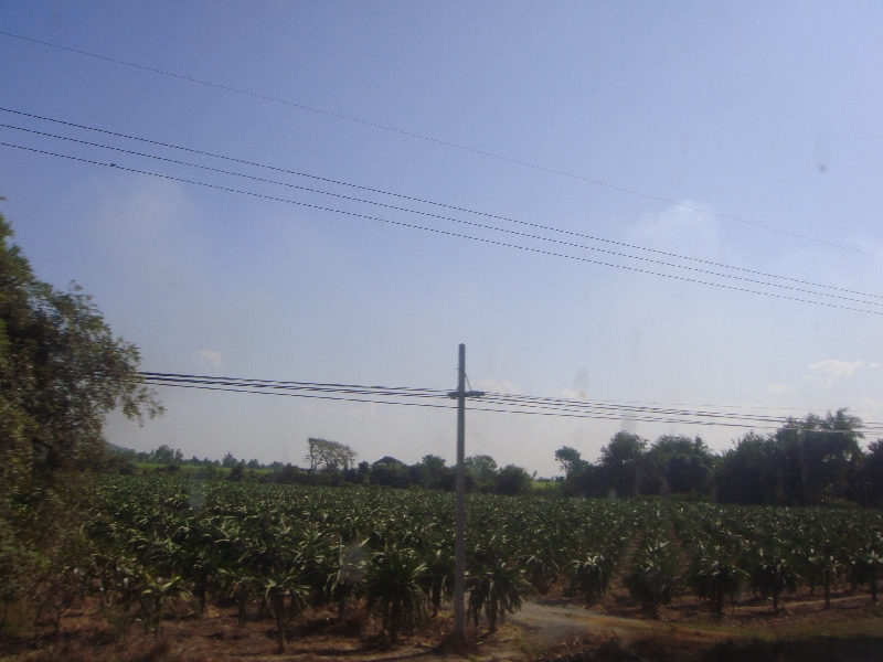 Banana plantation in Central Thailand, Ayutthaya Thailand