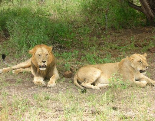 Lions during Safari in Kenya Mombasa Kenya Africa