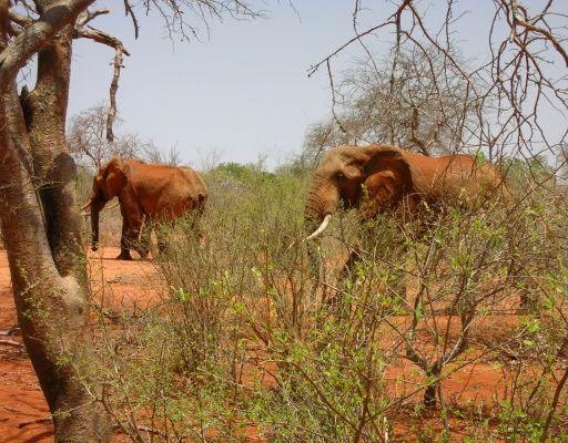 Safari in Kenya, elephants!, Mombasa Kenya