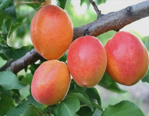 Apricots in Malatya, Turkey, Diyarbakir Turkey