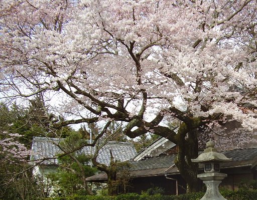 Cherry trees, Philosopher's Walk, Kyoto Japan