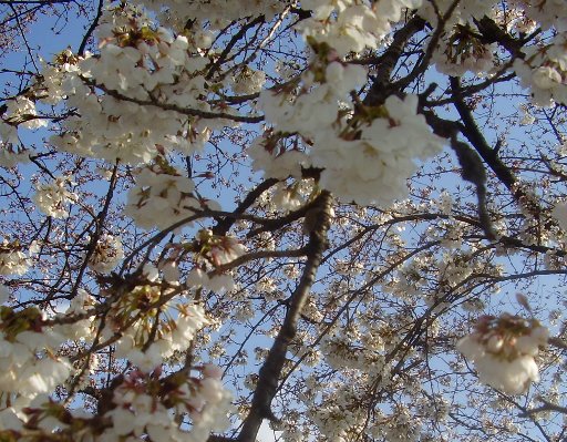 Cherry blossoms in Kyoto, Japan