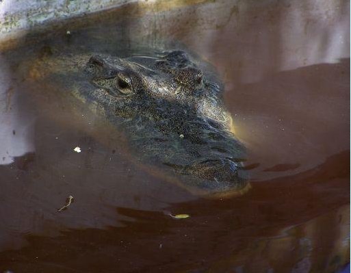 A crocodile! Mexico, Yucatan, Mexico