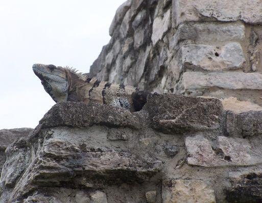 Yucatan Mexico A typical Mexican Iguana