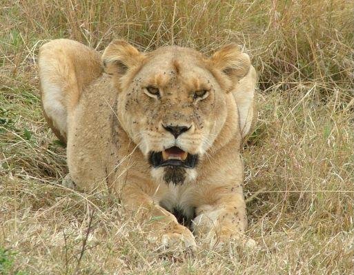 Masai Mara Kenya Tiger on a Wildife Safari in Kenya