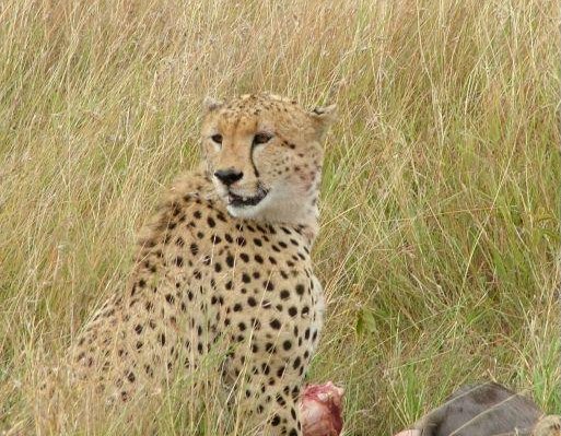 Cheetah in the Masai Mara Reserve, Masai Mara Kenya