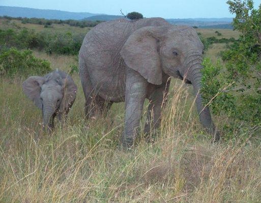 Elephant and baby in Kenya, Masai Mara Kenya
