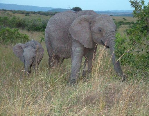 Masai Mara Kenya Elephant and baby in Kenya