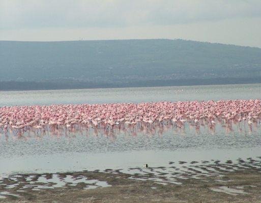 Masai Mara Kenya Flamingo population Lake Nakuru