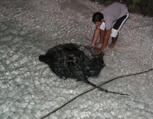 Ari Atholhu Maldives A huge Manta Ray on Ari Atoll