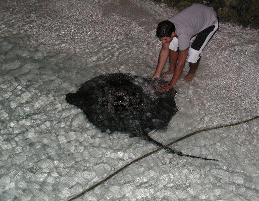 A huge Manta Ray on Ari Atoll, Ari Atholhu Maldives