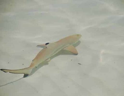 Reef sharks in the water, Maldives, Maldives