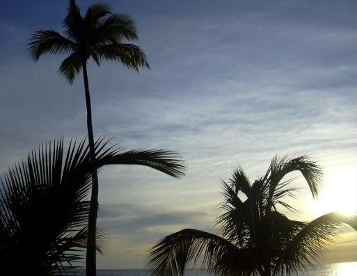 Palm trees in Santo Domingo, Dominican Republic