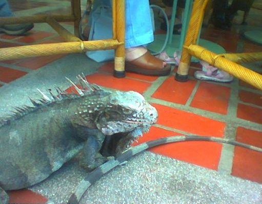 Giant Iuana in Venezuela, Venezuela