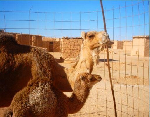 Tindouf Algeria Camels in the Sahara