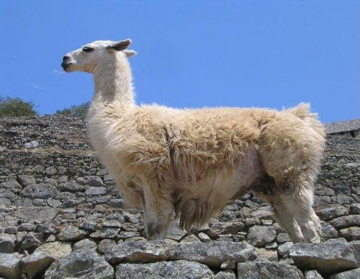 Lama in Machu Picchu, Machu Picchu Peru