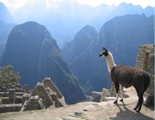 Picture of a Lama in Machu Picchu, Peru