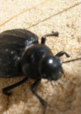 Djerba Tunisia Killer bugs in Tunisia