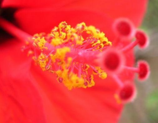 Beautiful flowers in Djerba, Tunisia