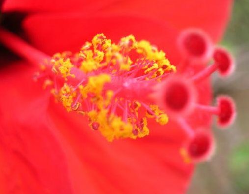 Beautiful flowers in Djerba, Tunisia