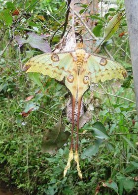 Night butterfly Argema Mittrei in Madagascar Antananarivo  