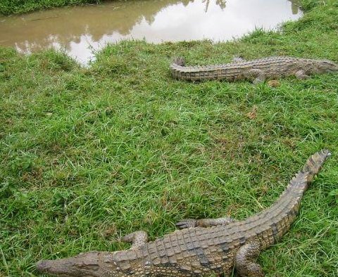 Crocodiles in the forest, Madagascar, Antananarivo Madagascar