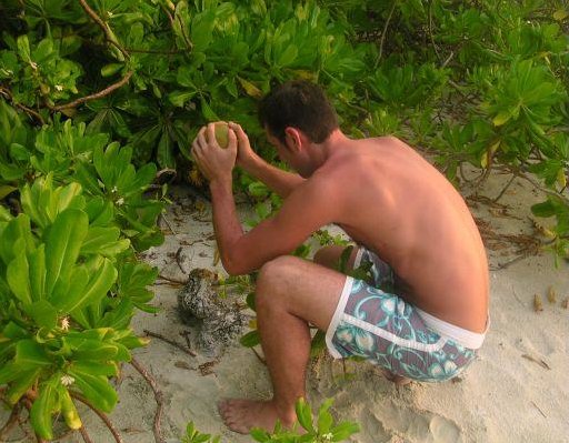 Cracking a coconut before sunset, Giravaru Maldives