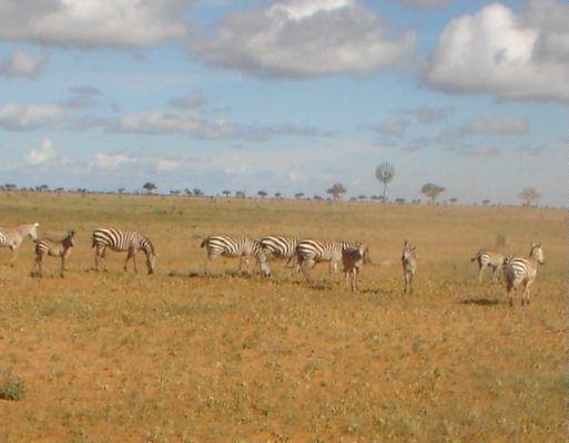 Photos of our wildlife safari in Kenya, Malindi Kenya