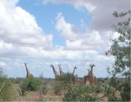 Photos of the giraffes in Kenya, Kenya