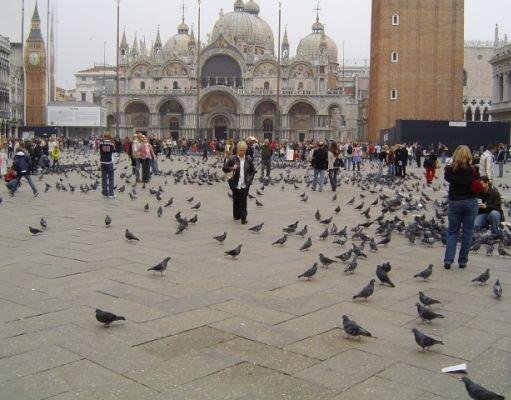 Venice Italy Pigeons on Piazza San Marco, Venice.