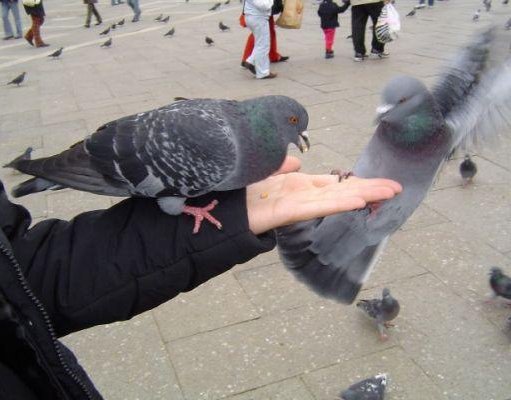 Photos of the pigeons in Venice., Italy