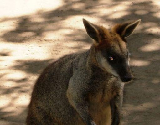 A wallaby at the zoo in Sydney., Sydney Australia