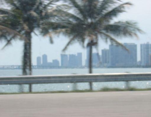 Palm trees in Miami alongside the road., Miami United States